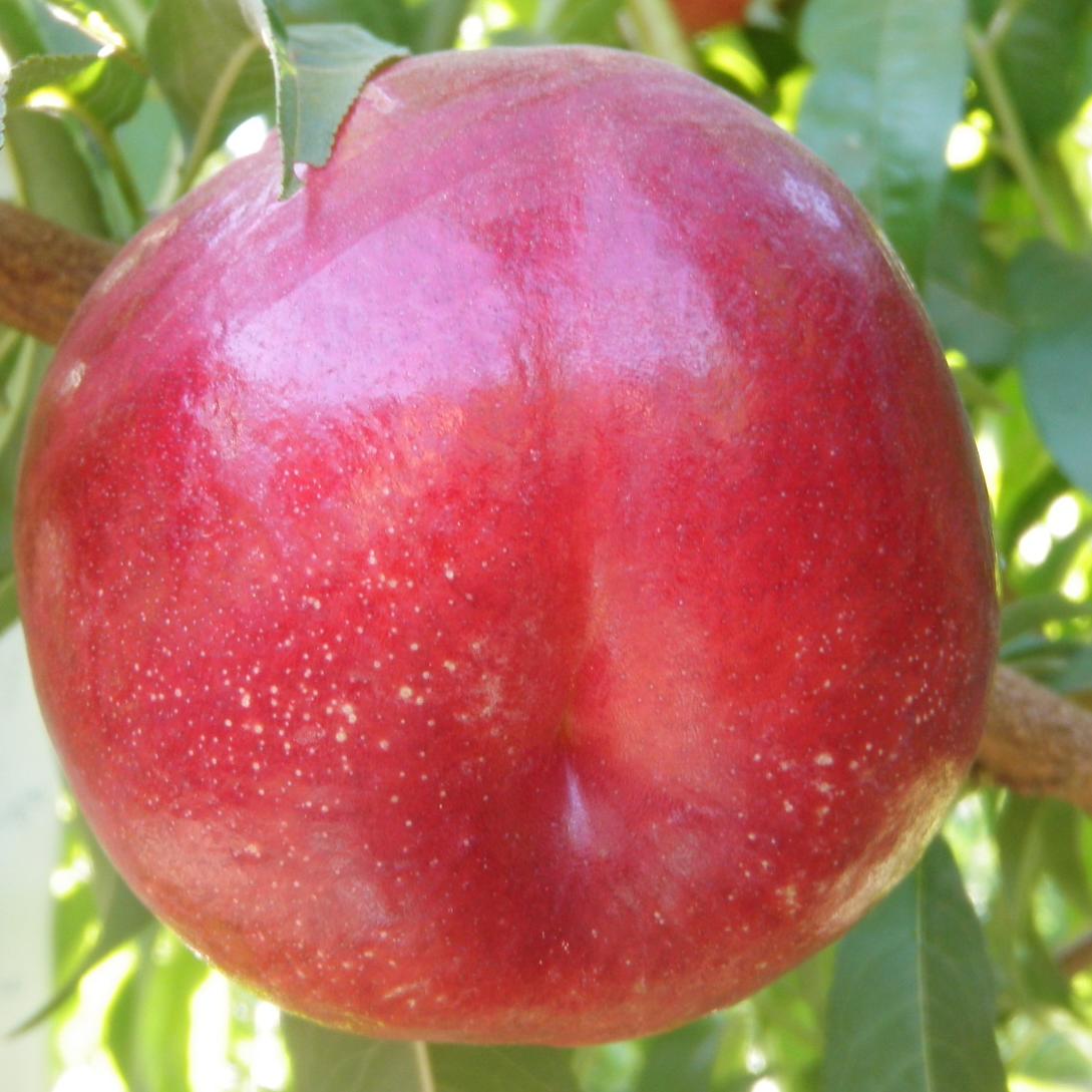 White Nectarines, 1 ct - Fred Meyer